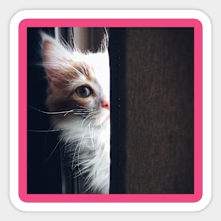 Cute cat watching Sticker